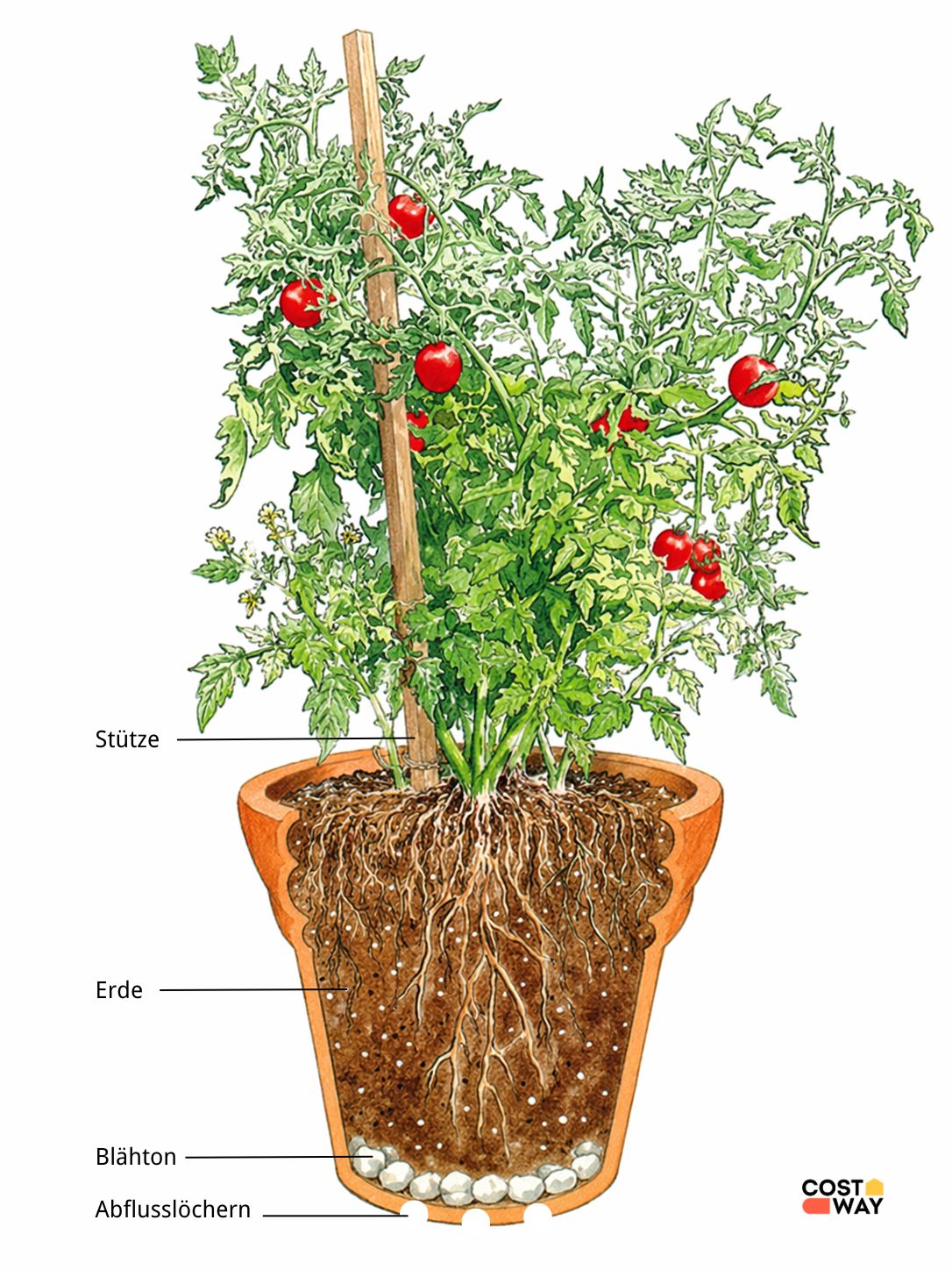 tomaten blumentopf mit ablaufloch.jpg tomaten blumentopf mit ablaufloch.jpg
