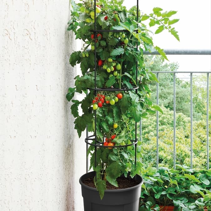 tomatentopf-tomato-grower-geo-mall.jpg tomatentopf-tomato-grower-geo-mall.jpg