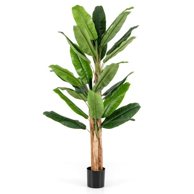 sompex kaktus Heliabravoa chende (Kaktus) kaufen main image 1