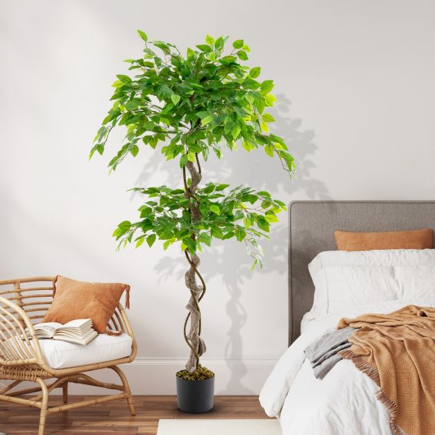 monstera groß bestellen Monstera deliciosa 180 cm XXL – große Fensterblattpflanze main image 0
