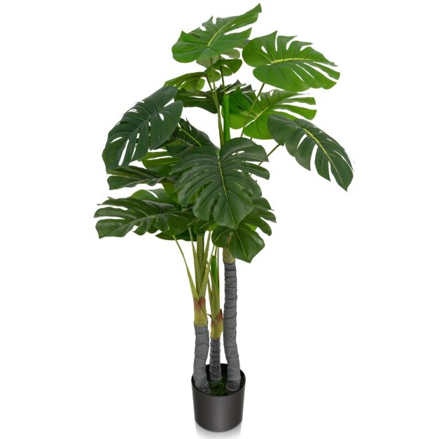 philodendron gloriosum large Philodendron gloriosum